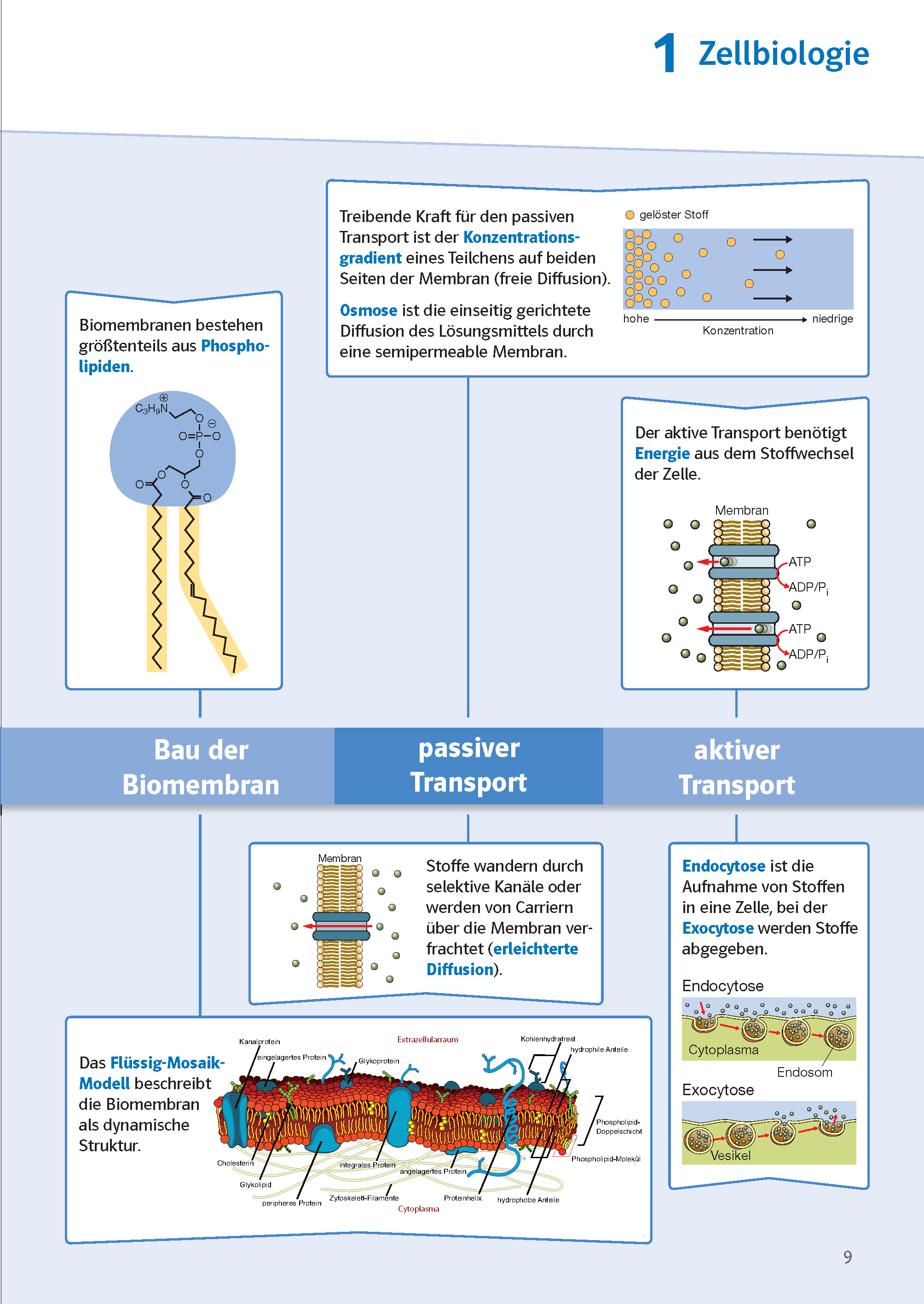Klett Sicher im Abi Oberstufen-Wissen Biologie