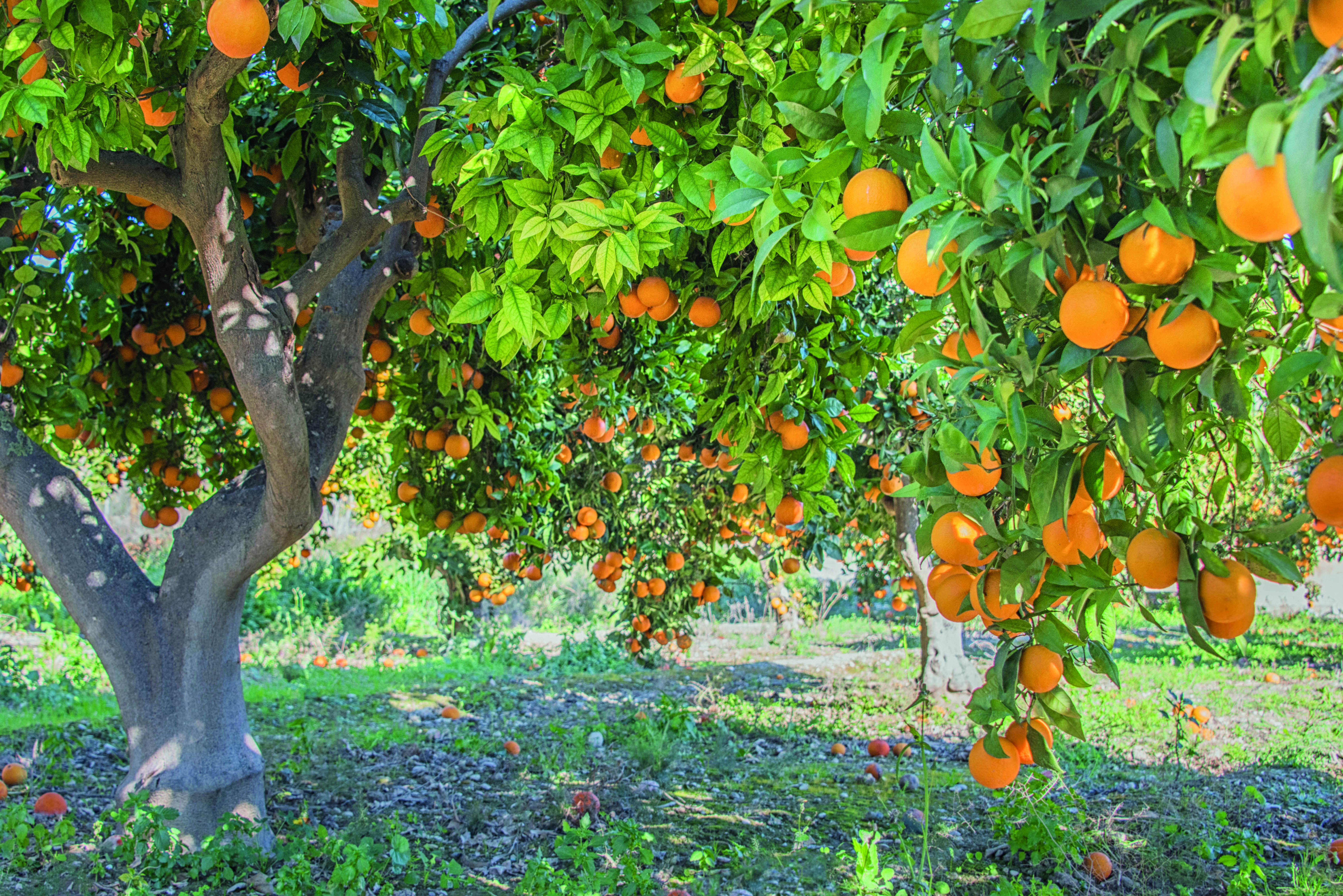 In einem Wäldchen stehen Orangenbäume mit reifen Früchten, die von den Ästen hängen und teilweise auf dem Boden verstreut sind.