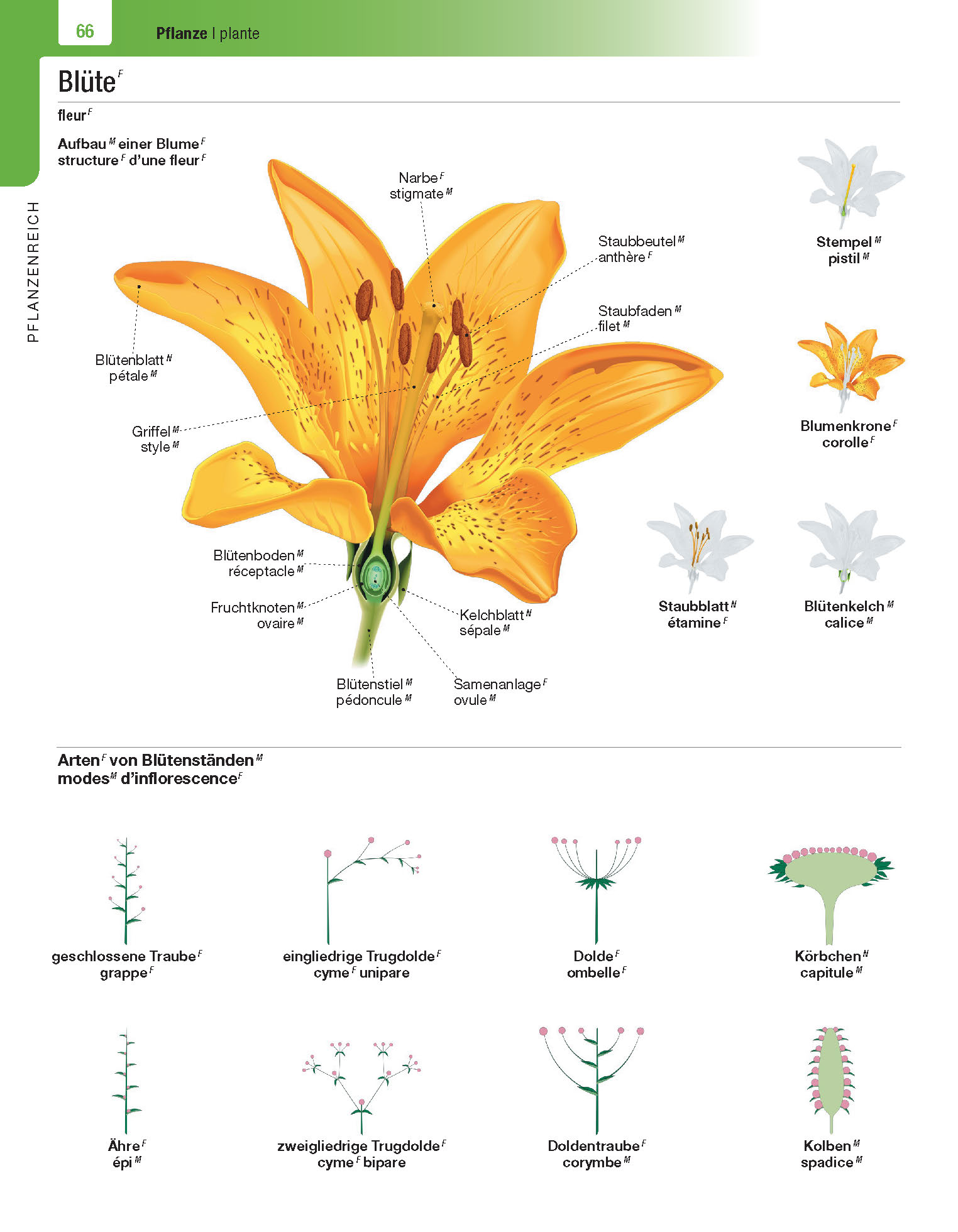 Langenscheidt Illustriertes Wörterbuch Französisch Langenscheidt Illustriertes Wörterbuch Französisch