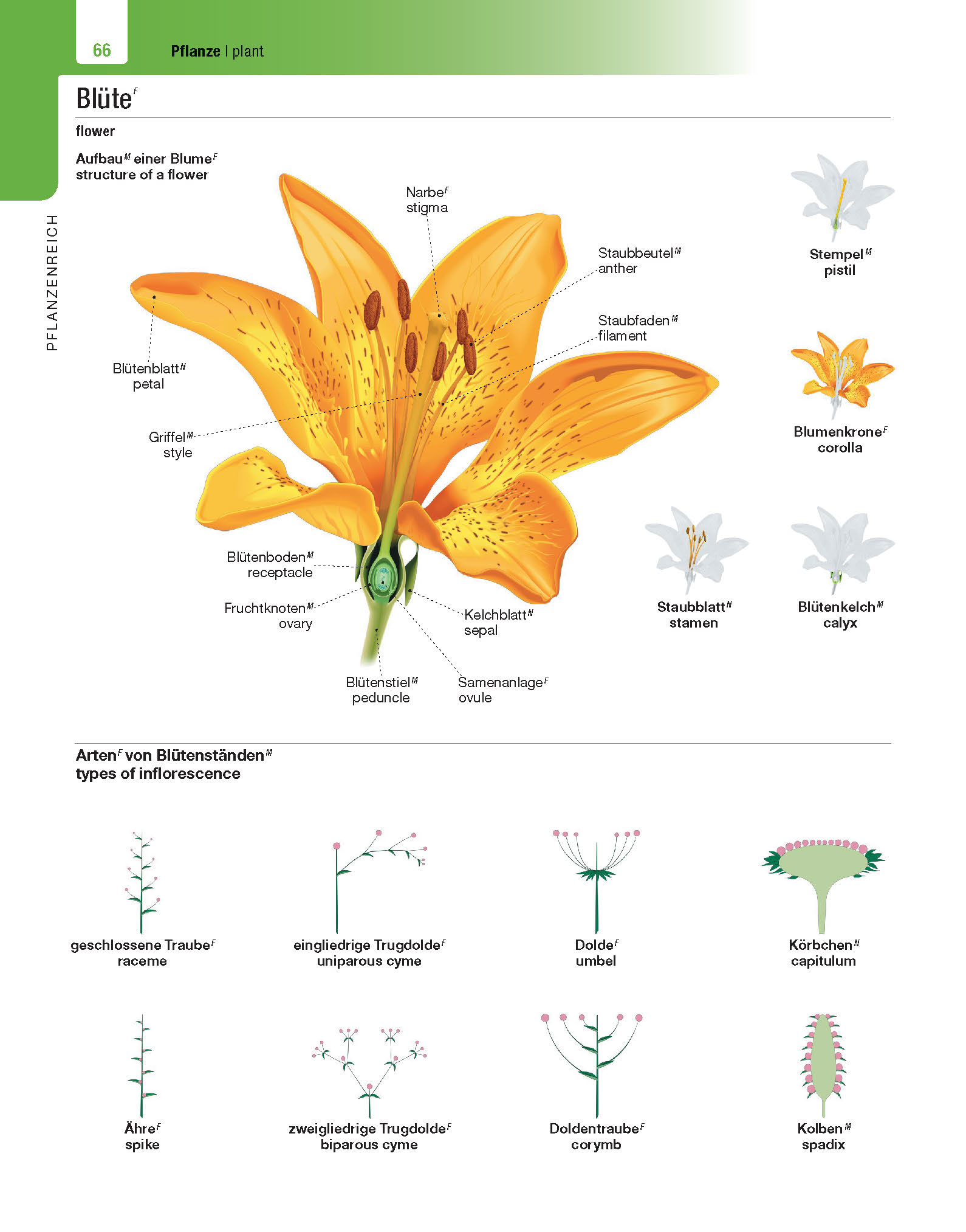 Langenscheidt Illustriertes Wörterbuch Englisch Langenscheidt Illustriertes Wörterbuch Englisch
